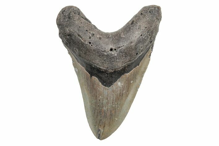 Serrated, Fossil Megalodon Tooth - North Carolina #219966